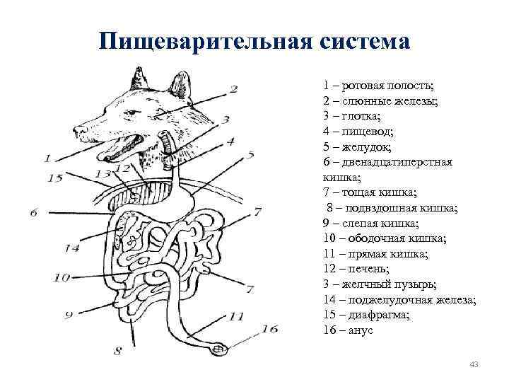 Пищеварительная система 1 – ротовая полость; 2 – слюнные железы; 3 – глотка; 4