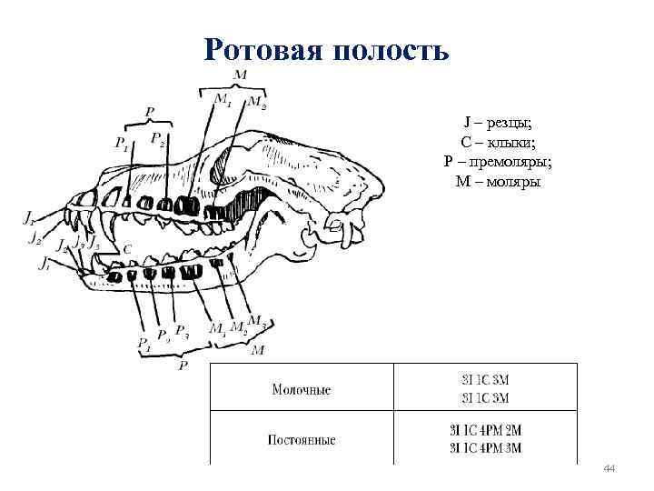 Ротовая полость J – резцы; С – клыки; Р – премоляры; М – моляры