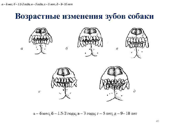 а – 6 мес; б – 1. 5 -2 года; в – 3 года;