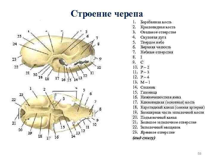 Строение черепа 1. 2. 3. 4. 5. 6. 7. 8. 9. 10. 11. 12.