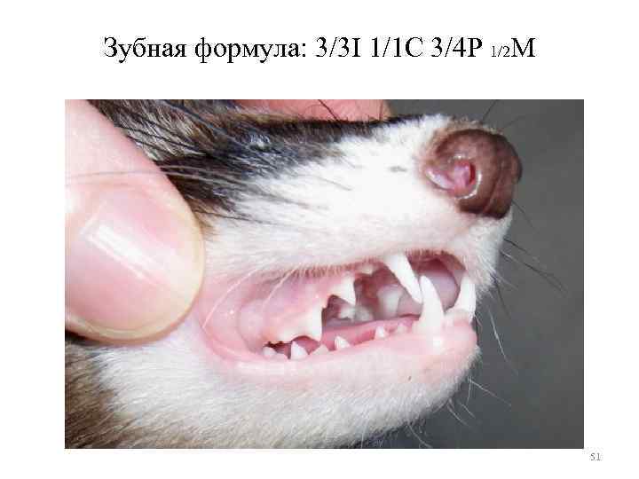 Зубная формула: 3/3 I 1/1 C 3/4 P 1/2 M 51 