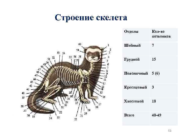 Строение скелета Отделы Кол-во позвонков Шейный 7 Грудной 15 Поясничный 5 (6) Крестцовый 3