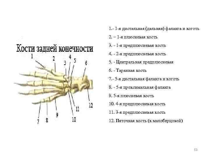 1. - 1 -я дистальная (дальняя) фаланга и коготь 2. – 1 -я плюсневая