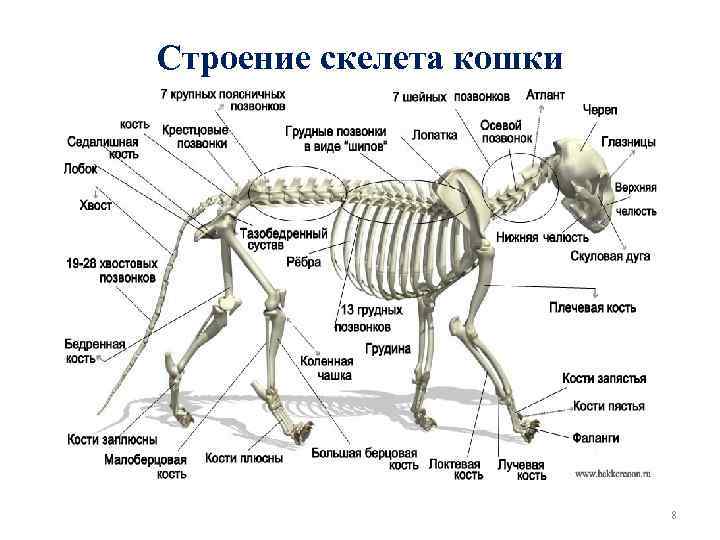 Строение скелета кошки 8 