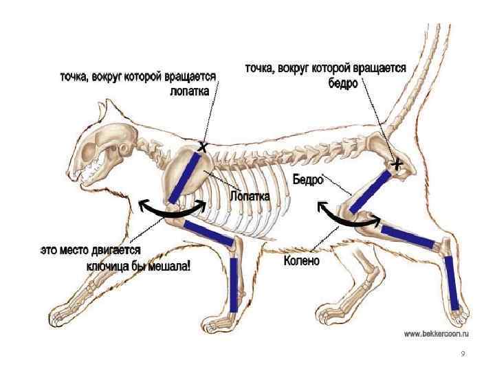 Суставы кошек. Строение скелета собаки задних конечностей. Анатомия кошек Ветеринария скелет. Скелет задней конечности кошки. Скелет кошки с описанием костей.