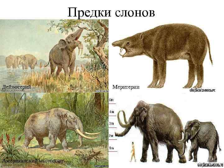 Предки слонов Дейнотерий Американский мастодонт Меритерии 2 