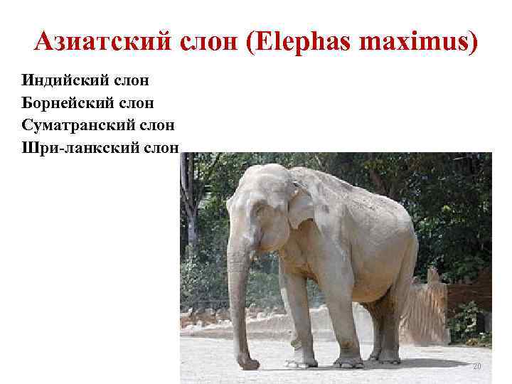 Азиатский слон (Elephas maximus) Индийский слон Борнейский слон Суматранский слон Шри-ланкский слон 20 