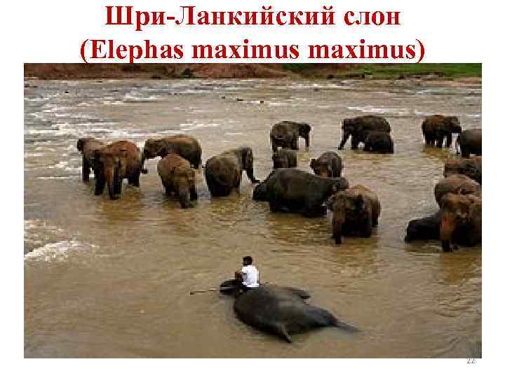 Шри-Ланкийский слон (Elephas maximus) 22 