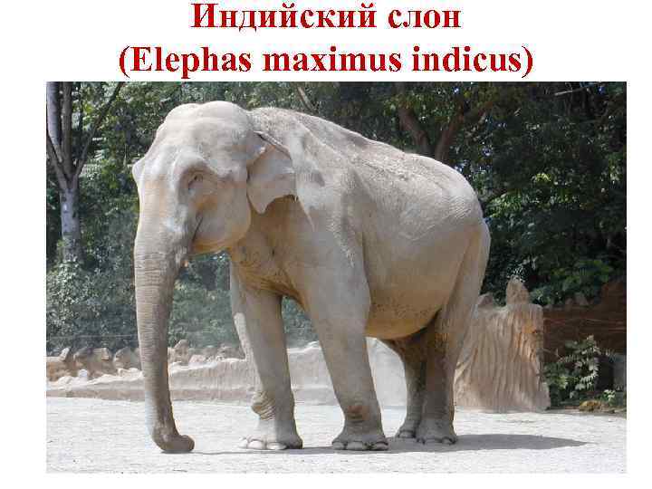 Индийский слон (Elephas maximus indicus) 23 