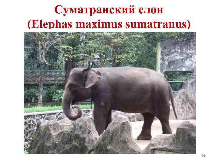 Суматранский слон (Elephas maximus sumatranus) 24 