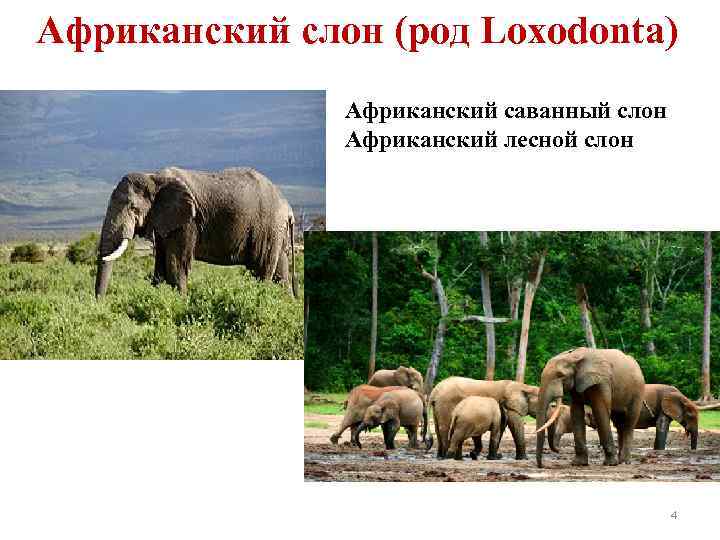 Африканский слон (род Loxodonta) Африканский саванный слон Африканский лесной слон 4 