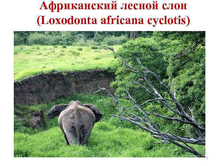 Африканский лесной слон (Loxodonta africana cyclotis) 7 