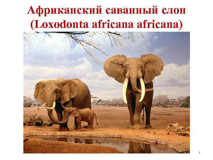 Африканский саванный слон (Loxodonta africana) 8 