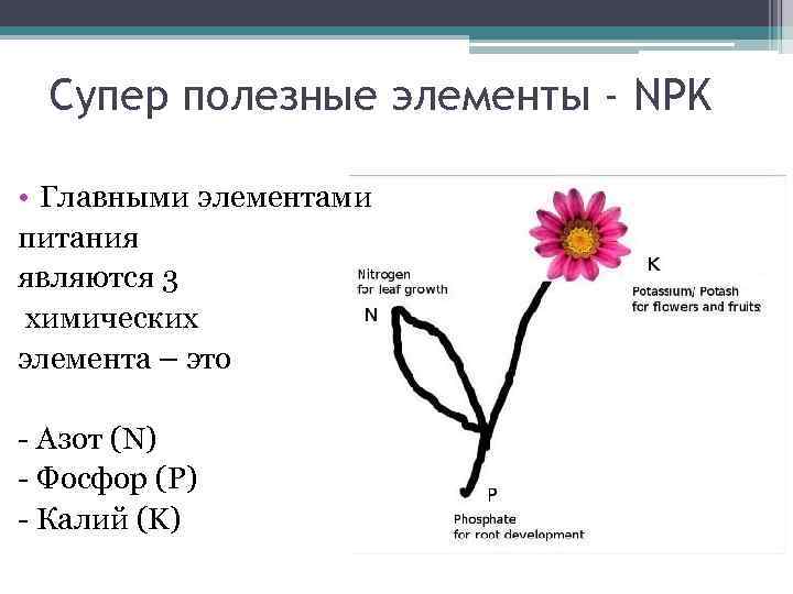 Супер полезные элементы - NPK • Главными элементами питания являются 3 химических элемента –