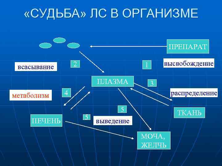  «СУДЬБА» ЛС В ОРГАНИЗМЕ ПРЕПАРАТ 2 всасывание ПЛАЗМА метаболизм ПЕЧЕНЬ высвобождение 1 3