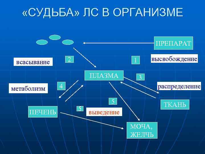  «СУДЬБА» ЛС В ОРГАНИЗМЕ ПРЕПАРАТ 2 всасывание ПЛАЗМА метаболизм ПЕЧЕНЬ высвобождение 1 3