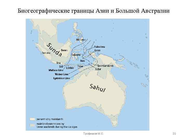 Биогеографические границы Азии и Большой Австралии Трофимов М. Е. 21 