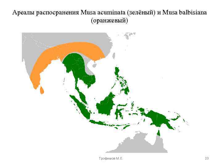 Ареалы распосранения Musa acuminata (зелёный) и Musa balbisiana (оранжевый) Трофимов М. Е. 23 