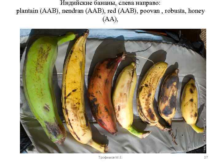 Индийские бананы, слева направо: plantain (AAB), nendran (AAB), red (AAB), poovan , robusta, honey