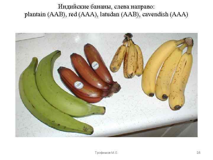 Индийские бананы, слева направо: plantain (AAB), red (AAA), latudan (AAB), cavendish (AAA) Трофимов М.