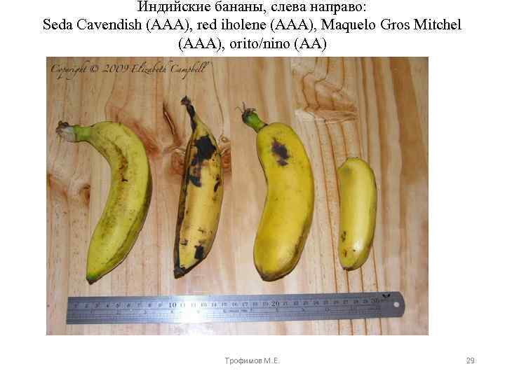 Индийские бананы, слева направо: Seda Cavendish (AAA), red iholene (AAA), Maquelo Gros Mitchel (AAA),