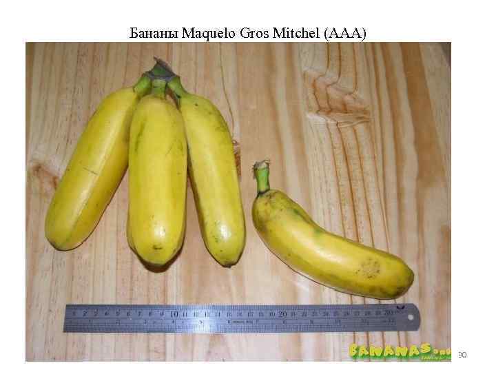 Бананы Maquelo Gros Mitchel (AAA) Трофимов М. Е. 30 