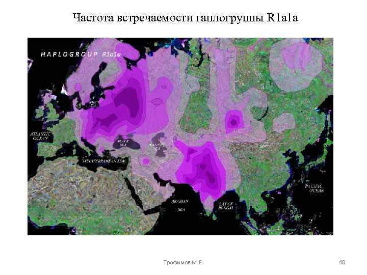 Частота встречаемости гаплогруппы R 1 a 1 a Трофимов М. Е. 40 