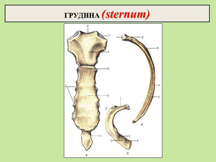 ГРУДИНА (sternum) 