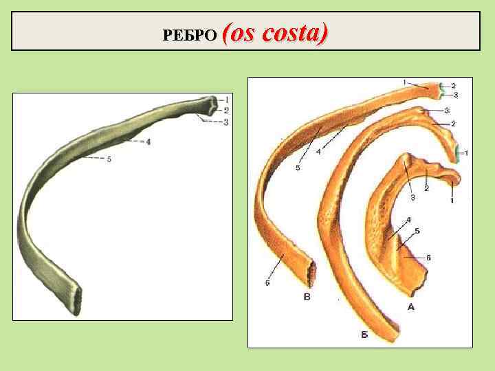 РЕБРО (os costa) 