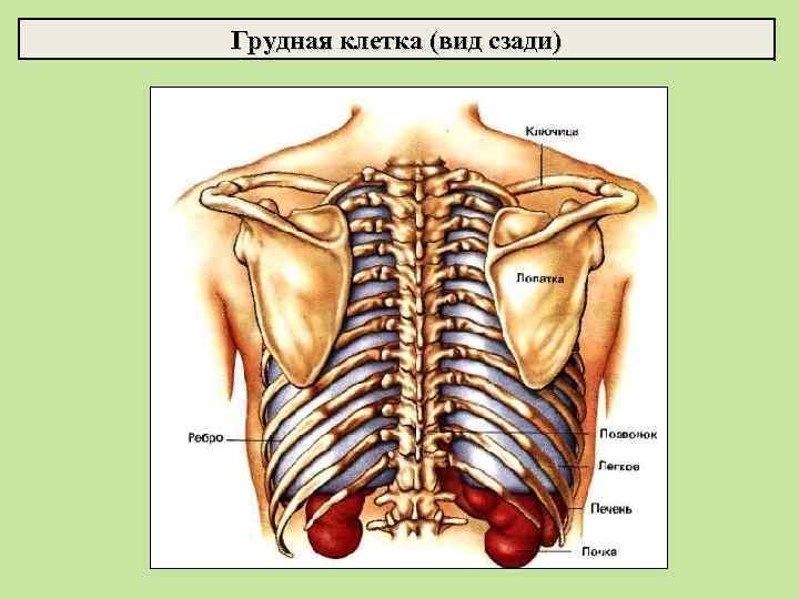 Грудная клетка (вид сзади) 