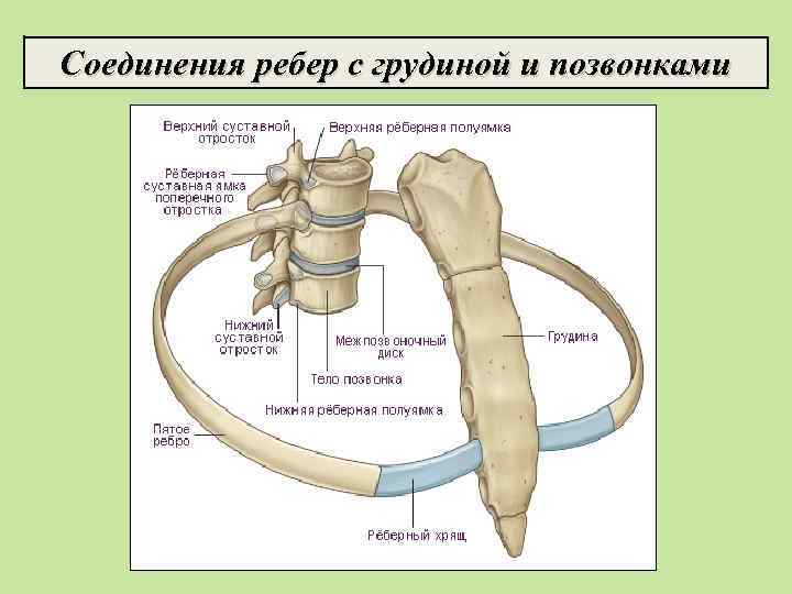 Соединения ребер с грудиной и позвонками 