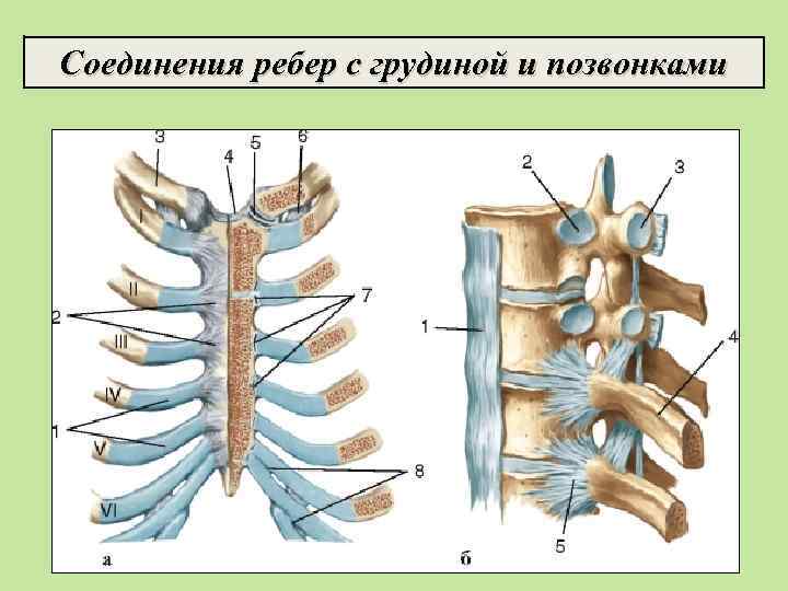 Соединения ребер с грудиной и позвонками 