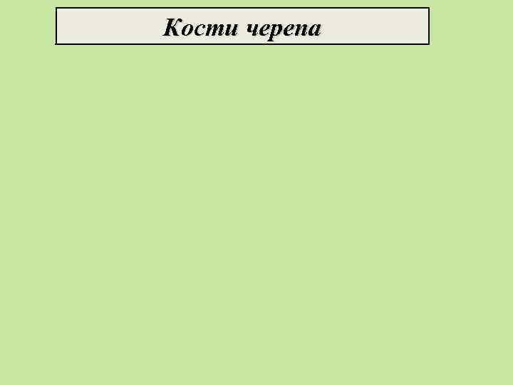 Кости черепа 