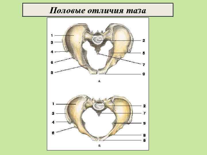 Половые отличия таза 