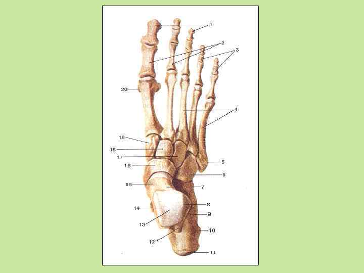 Сесамовидные кости стопы схема