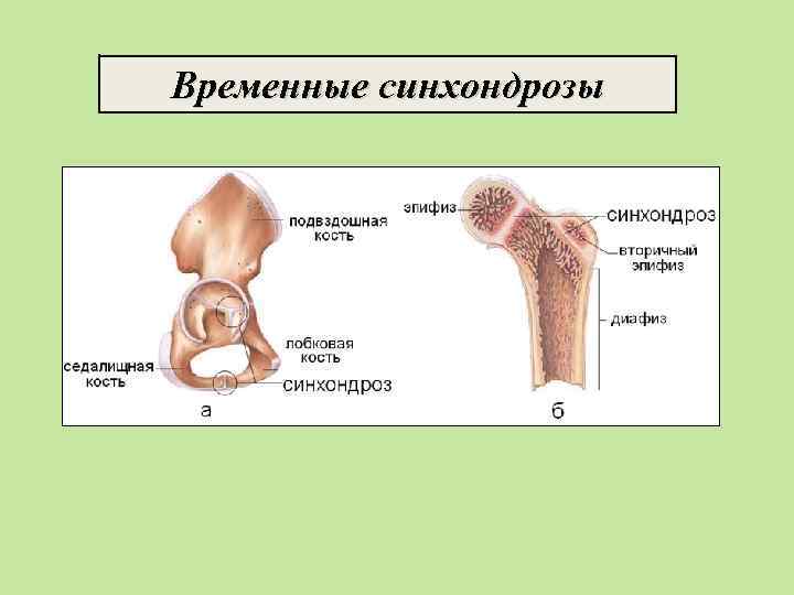 Временные синхондрозы 