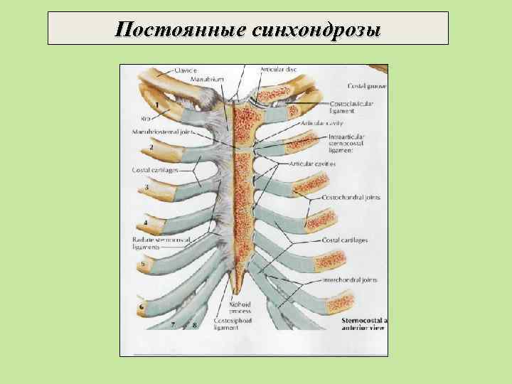 Постоянные синхондрозы 
