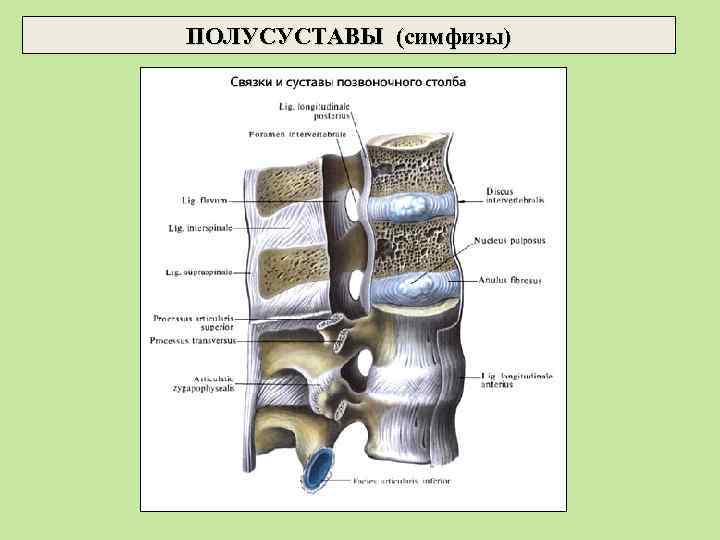 ПОЛУСУСТАВЫ (симфизы) 