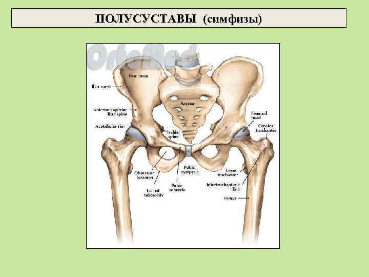 ПОЛУСУСТАВЫ (симфизы) 