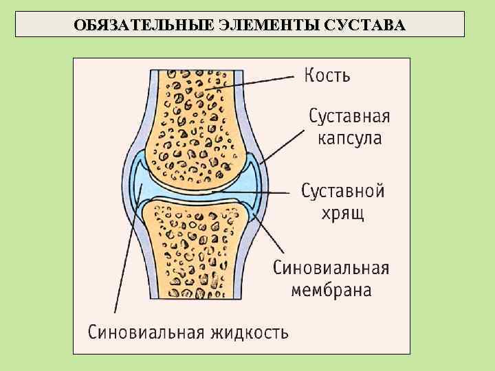 ОБЯЗАТЕЛЬНЫЕ ЭЛЕМЕНТЫ СУСТАВА 
