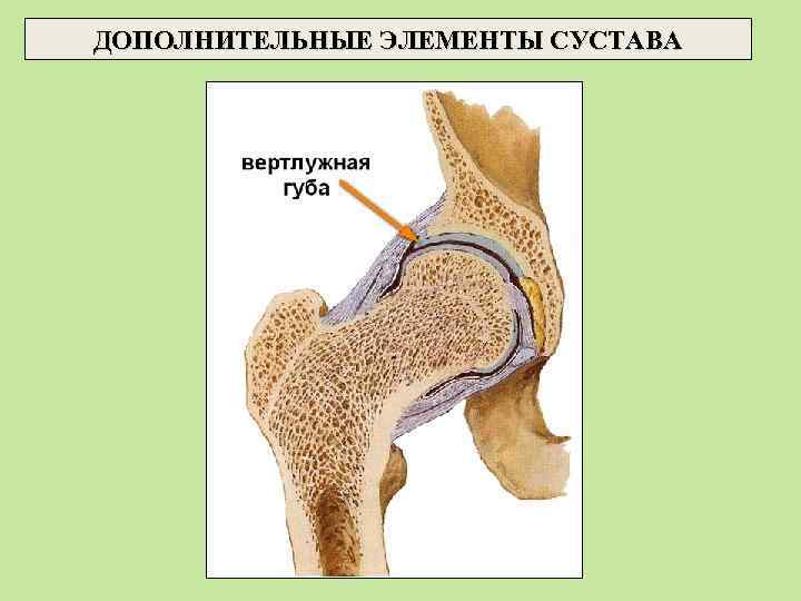ДОПОЛНИТЕЛЬНЫЕ ЭЛЕМЕНТЫ СУСТАВА 