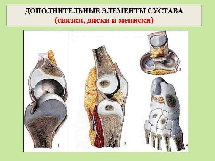 ДОПОЛНИТЕЛЬНЫЕ ЭЛЕМЕНТЫ СУСТАВА (связки, диски и мениски) 