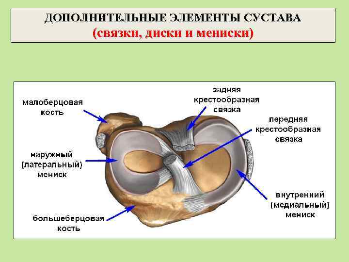 ДОПОЛНИТЕЛЬНЫЕ ЭЛЕМЕНТЫ СУСТАВА (связки, диски и мениски) 