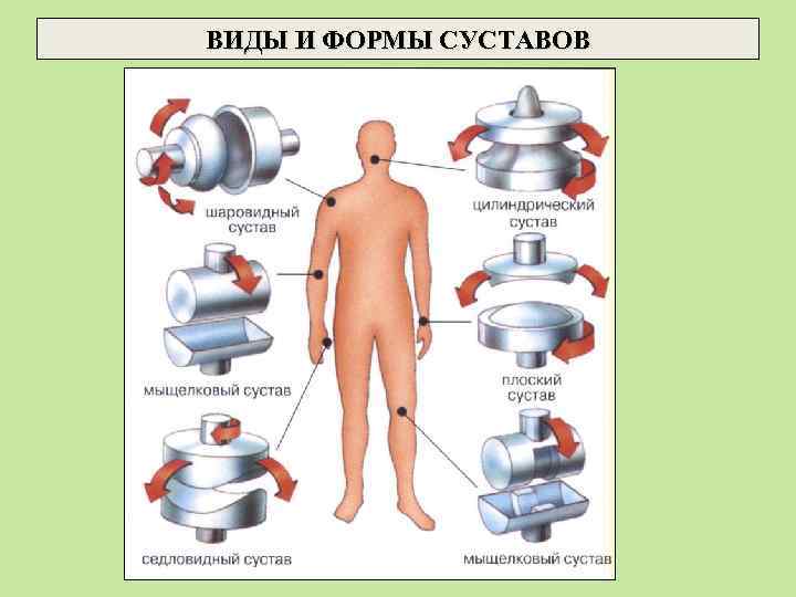 ВИДЫ И ФОРМЫ СУСТАВОВ 
