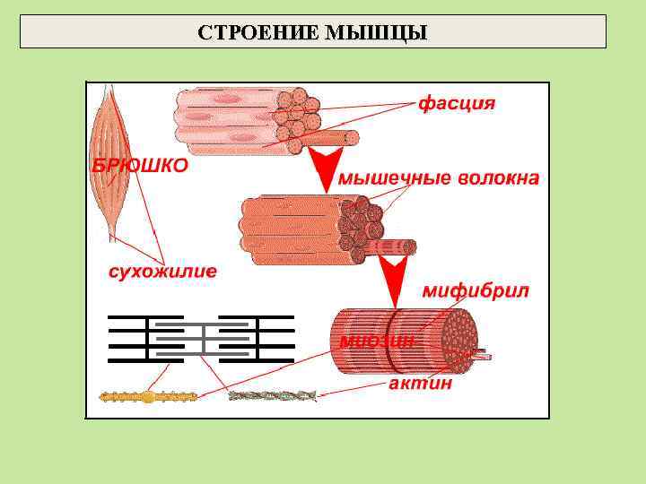 СТРОЕНИЕ МЫШЦЫ 