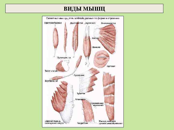 ВИДЫ МЫШЦ 