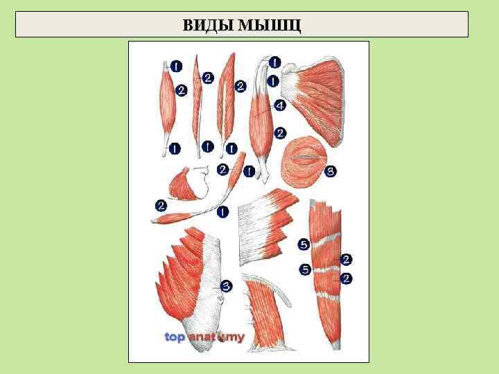 ВИДЫ МЫШЦ 