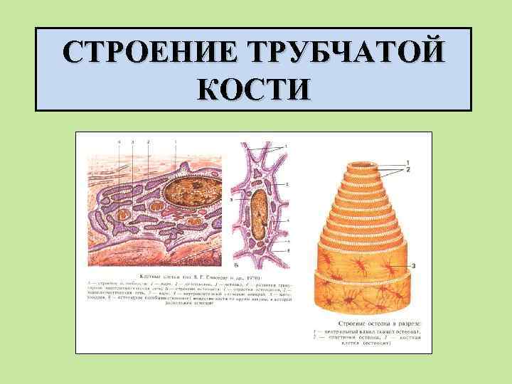 СТРОЕНИЕ ТРУБЧАТОЙ КОСТИ 