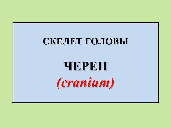 СКЕЛЕТ ГОЛОВЫ ЧЕРЕП (cranium) 