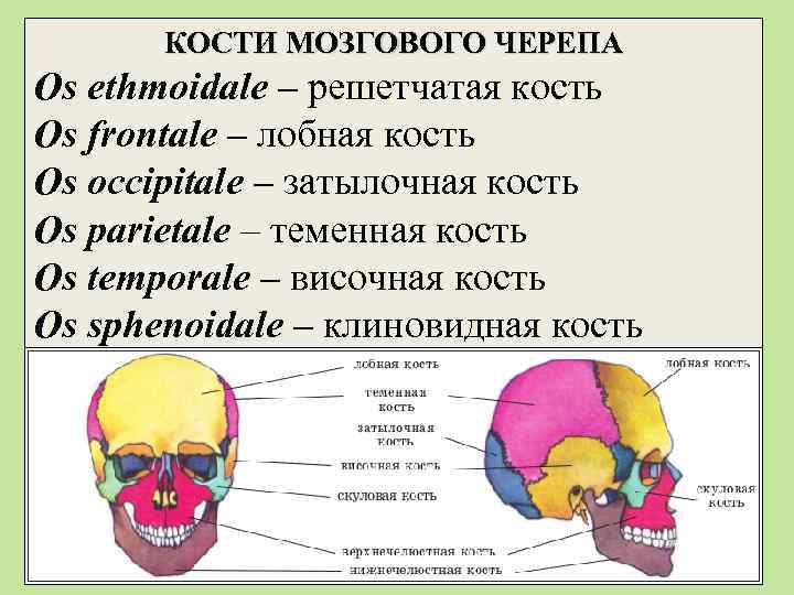 КОСТИ МОЗГОВОГО ЧЕРЕПА Os ethmoidale – решетчатая кость Оs frontale – лобная кость Os